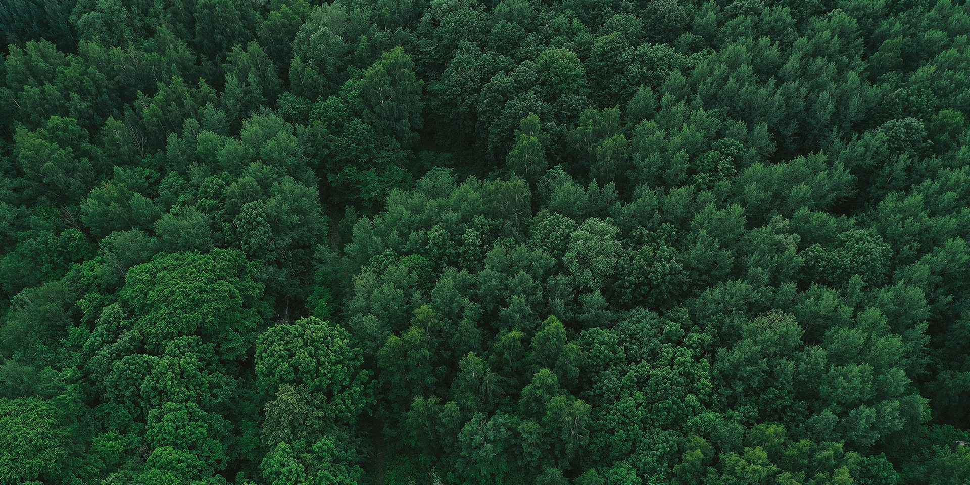 bosque