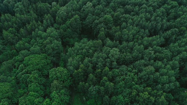 bosque